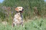GOLDEN RETRIEVER 254